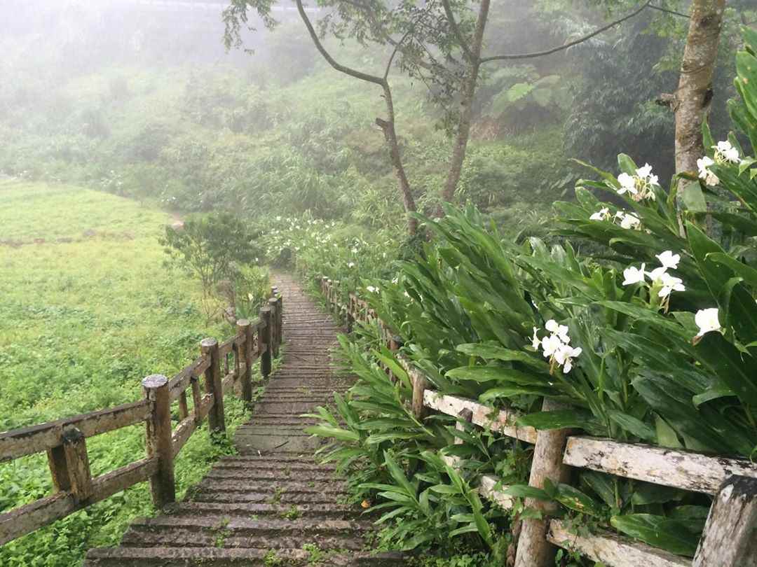 阿里山螢火蟲季｜揭開七大賞螢秘境，最佳螢火蟲季節、賞螢時間、賞螢注意事項全攻略