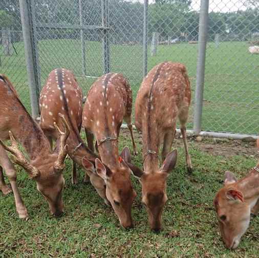 逐鹿部落的萌萌梅花鹿