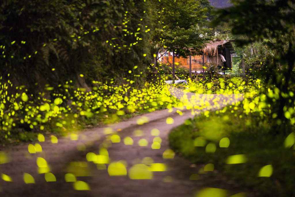 嘉義螢火蟲|6間民宿免費導覽,帶你走進浪漫螢火蟲世界! 嘉義螢火蟲|6間民宿免費導覽,帶你走進浪漫螢火蟲世界!