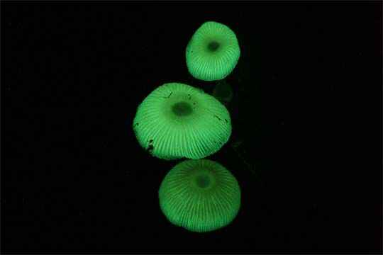 嘉義螢火蟲|6間民宿免費導覽,帶你走進浪漫螢火蟲世界! 嘉義螢火蟲|6間民宿免費導覽,帶你走進浪漫螢火蟲世界!