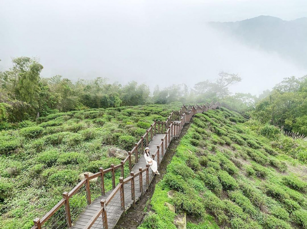 搭阿里山小火車一日遊怎麼玩？阿里山火車訂票教學、車票價格、10大必訪景點路線一次看！