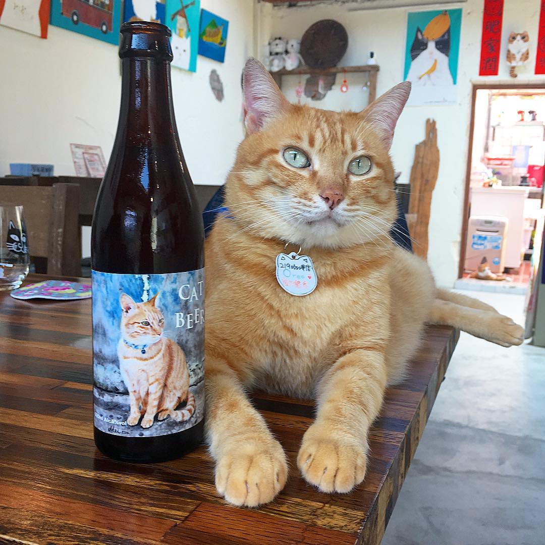 猴硐貓村 新北瑞芳景點猴硐貓村｜喵星人可愛攻勢來襲！【猴硐車站】交通、景點、伴手禮、主題咖啡廳 5 2026