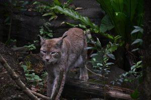 動物園,台北市立動物園,石虎,台北動物園