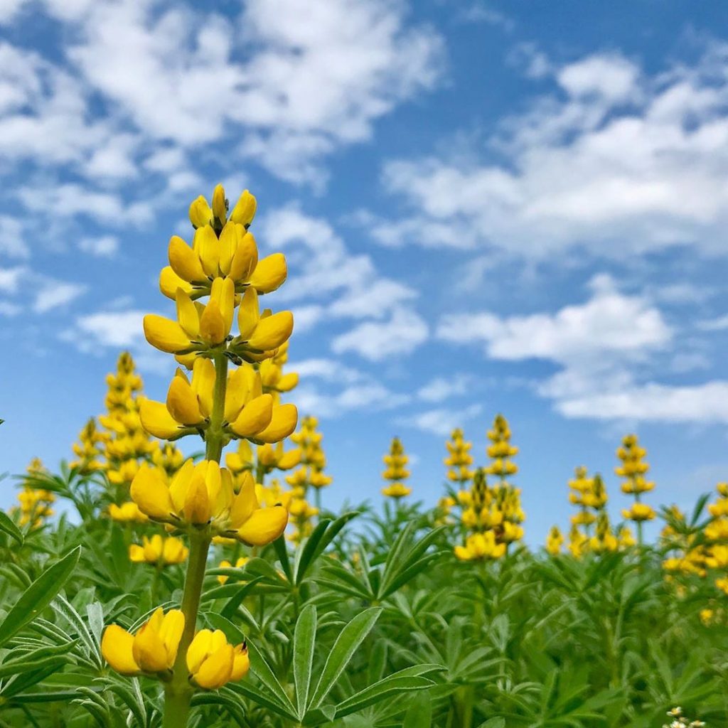 貓空纜車,纜車,貓纜,貓空私房景點2020 , 貓空-魯冰花海 貓空纜車,纜車,貓纜,貓空私房景點2020 , 貓空-魯冰花海