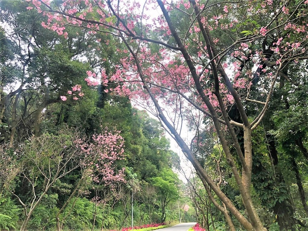 滬尾櫻花大道,淡金鄧公站,淡水景點,淡水,景點,淡水一日遊2020 滬尾櫻花大道,淡金鄧公站,淡水景點,淡水,景點,淡水一日遊2020