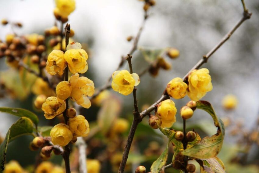 武陵農場蠟梅, 武陵梅花, 武陵農場