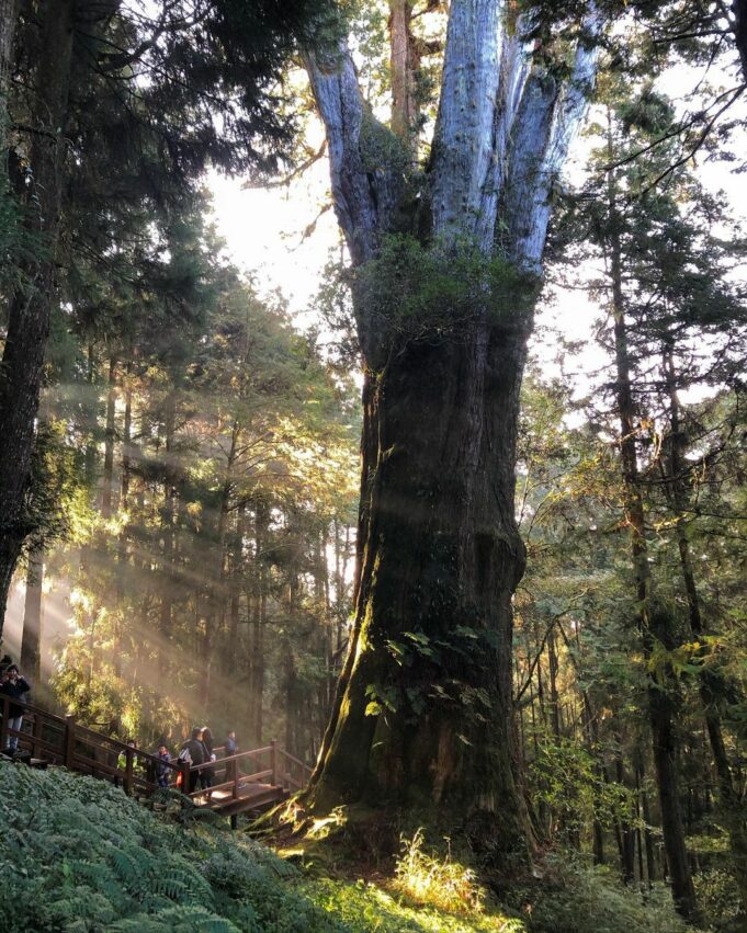 【阿里山新八景】神木遺跡、塔山奇岩、神怡流瀑，阿里山必訪景點推薦！