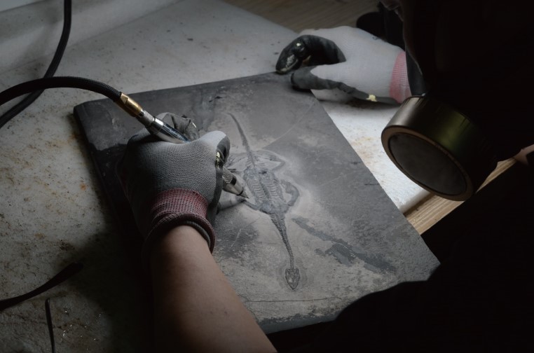 化石先生 化石先生 Mr. Fossil｜恐龍、化石與隕石帶你進入科普世界，一起更愛地球 5 2026