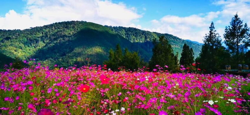 【武陵櫻花季】賞櫻攻略、開花時間、優惠門票、即時天氣、拍照地點、交通管制、住宿資訊一次攻略 武陵農場露營 A1區波斯菊花海