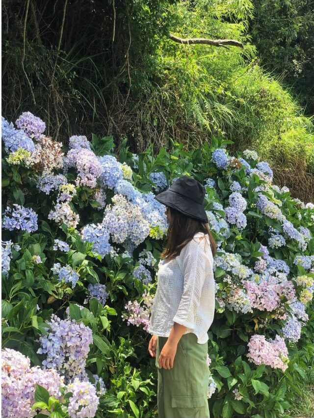 【武陵櫻花季】賞櫻攻略、開花時間、優惠門票、即時天氣、拍照地點、交通管制、住宿資訊一次攻略 武陵農場露營 繡球花