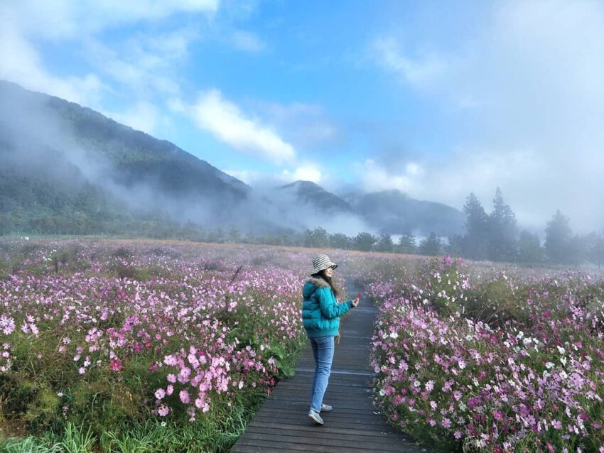 武陵農場花季, 波斯菊, 武陵波斯菊, 武陵花海