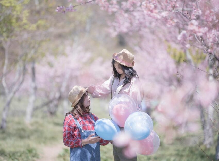 武陵農場櫻花, 武陵櫻花季, 櫻花