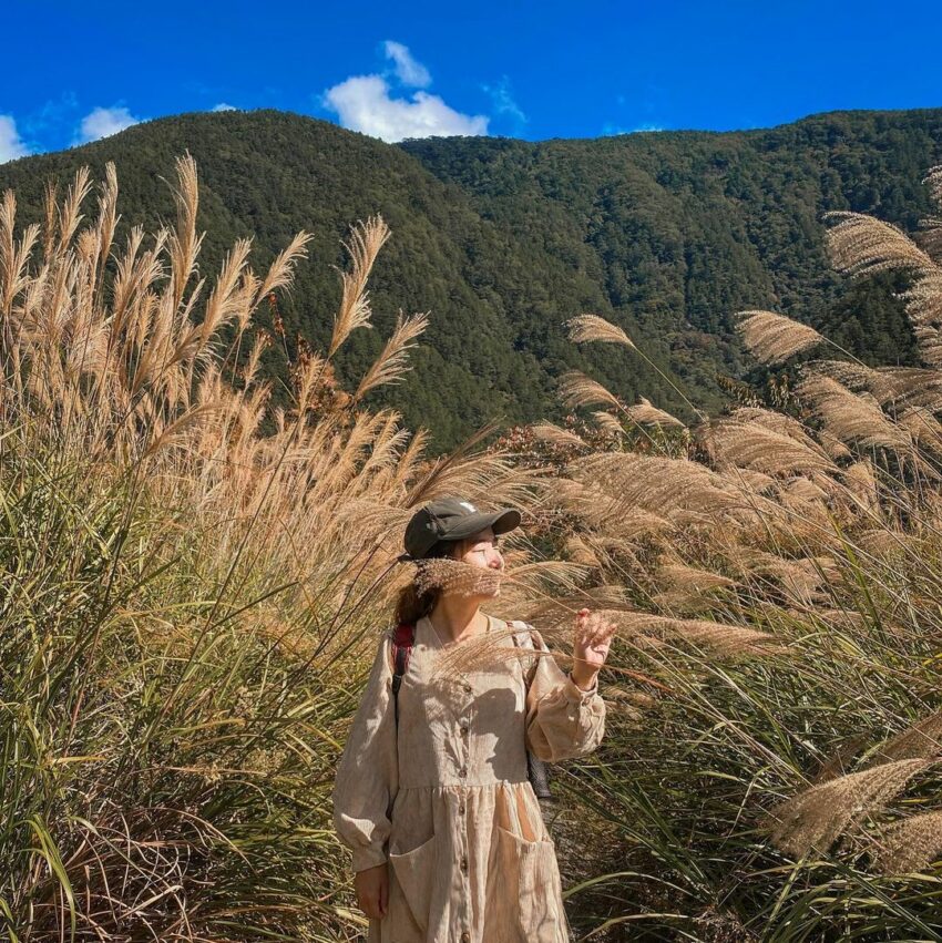 【武陵櫻花季】賞櫻攻略、開花時間、優惠門票、即時天氣、拍照地點、交通管制、住宿資訊一次攻略 武陵農場露營 芒草