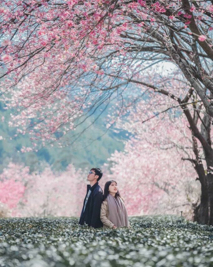 武陵農場櫻花, 武陵櫻花季, 櫻花