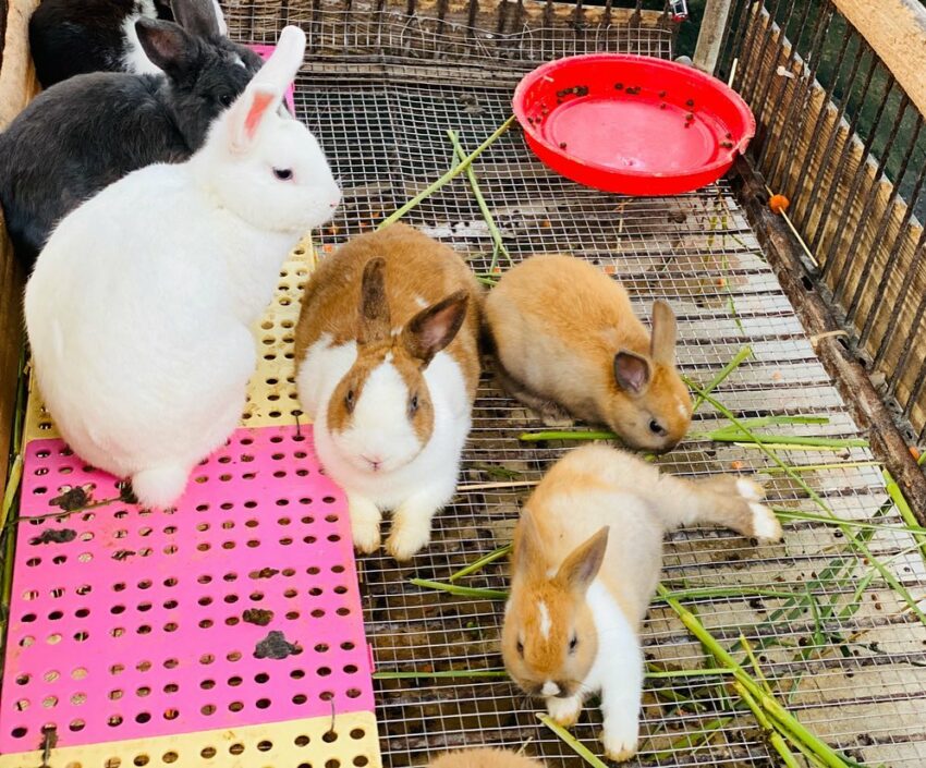 宜蘭冬山【宜農牧場】玩蹦蹦車、擠羊奶、親子餵小動物《交通&附近景點》