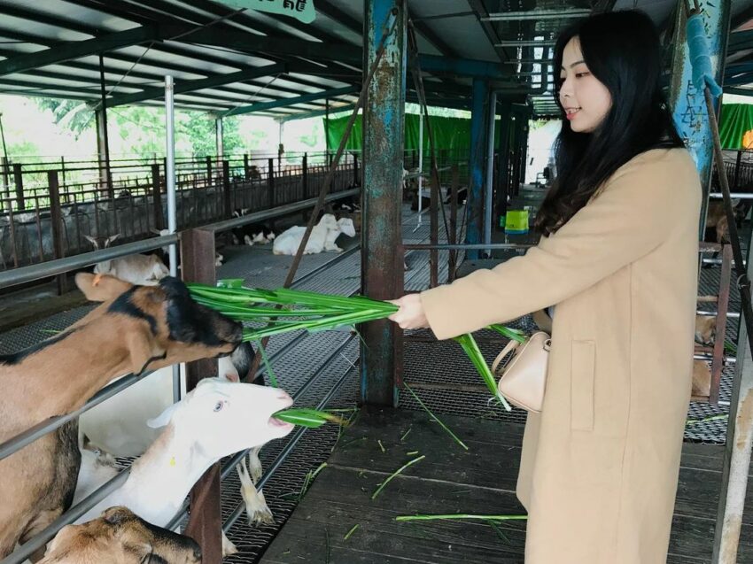 宜蘭冬山【宜農牧場】玩蹦蹦車、擠羊奶、親子餵小動物《交通&附近景點》
