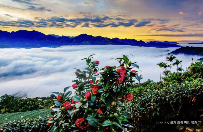 必看阿里山五奇奇景：日出、雲海、晚霞、森林、鐵道