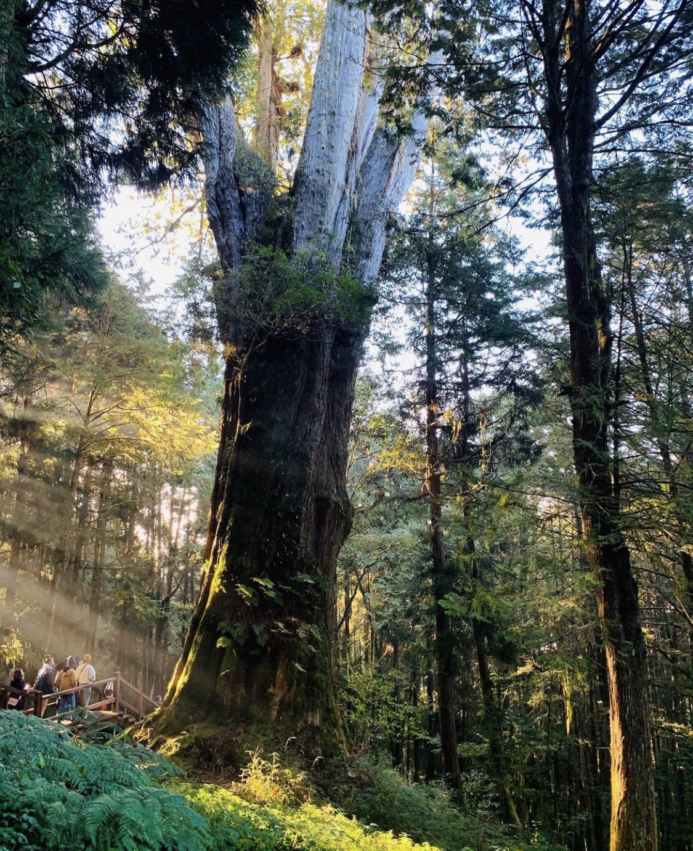 必看阿里山五奇奇景：日出、雲海、晚霞、森林、鐵道
