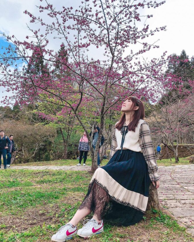 阿里山櫻花季【阿里山賞櫻攻略】門票優惠、櫻花即時花況、交通管制圖懶人包 阿里山櫻花季【阿里山賞櫻攻略】門票優惠、櫻花即時花況、交通管制圖懶人包