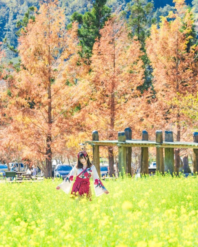 武陵農場油菜花田, 武陵花海, 武陵油菜花, 油菜花, 台中武陵農場