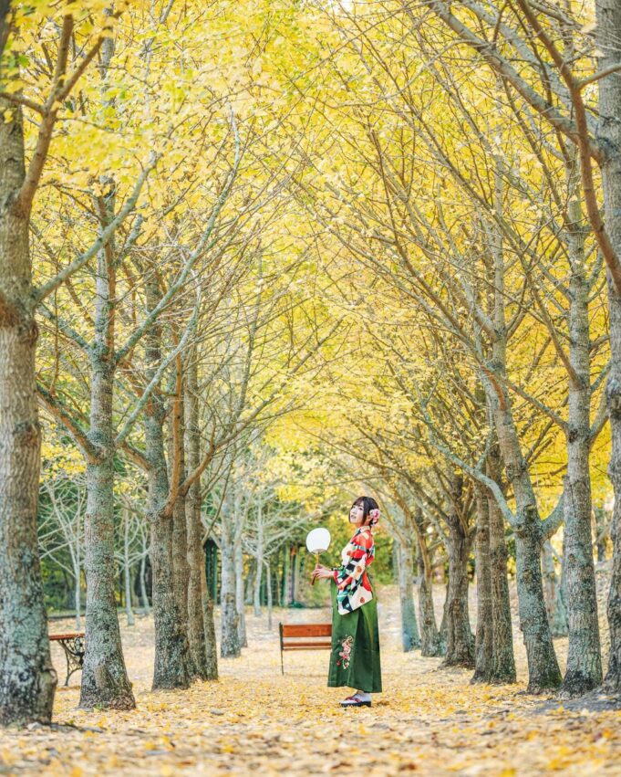 武陵農場花季, 銀杏, 武陵銀杏, 武陵農場