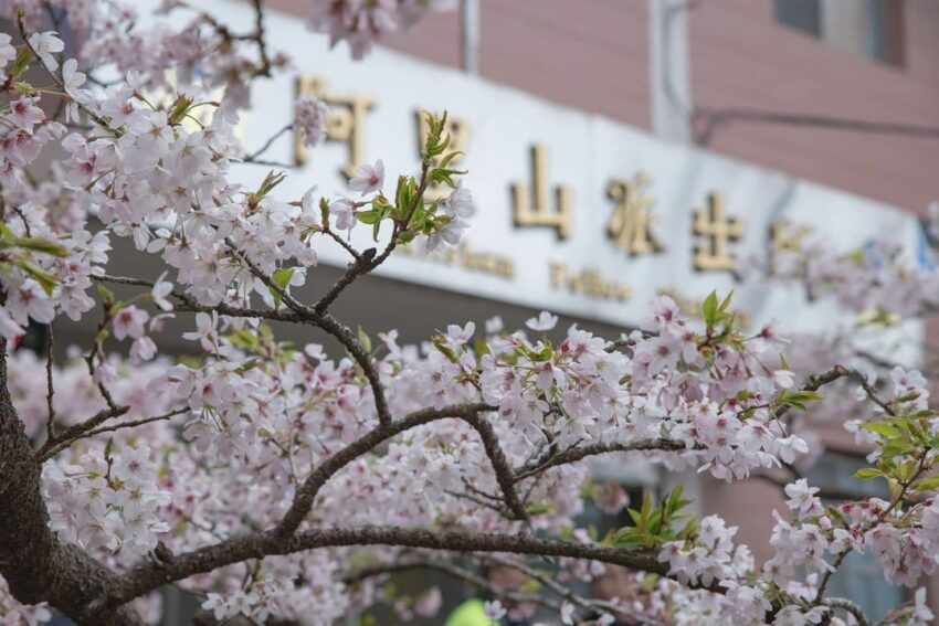 阿里山櫻花季【阿里山賞櫻攻略】門票優惠、櫻花即時花況、交通管制圖懶人包 阿里山櫻花季【阿里山賞櫻攻略】門票優惠、櫻花即時花況、交通管制圖懶人包