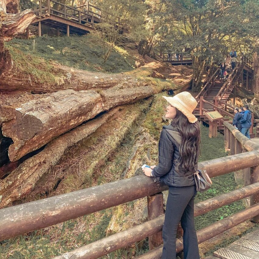 【阿里山新八景】神木遺跡、塔山奇岩、神怡流瀑，阿里山必訪景點推薦！