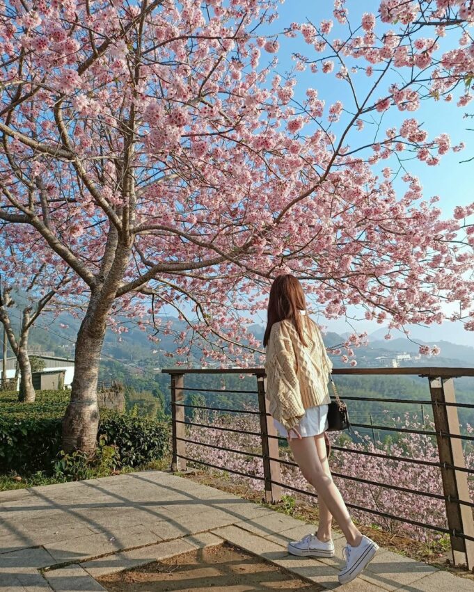 阿里山櫻花季【阿里山賞櫻攻略】門票優惠、櫻花即時花況、交通管制圖懶人包 阿里山櫻花季【阿里山賞櫻攻略】門票優惠、櫻花即時花況、交通管制圖懶人包