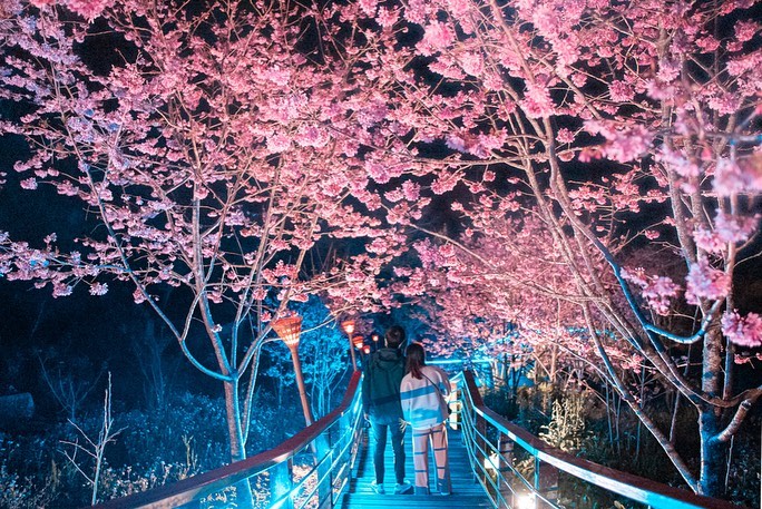 阿里山櫻花季【阿里山賞櫻攻略】門票優惠、櫻花即時花況、交通管制圖懶人包 阿里山櫻花季【阿里山賞櫻攻略】門票優惠、櫻花即時花況、交通管制圖懶人包