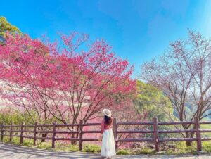 【台灣賞櫻景點】推薦全台超夯賞櫻花景點，春季賞櫻旅遊攻略【櫻花花期/賞櫻路線/交通指南】