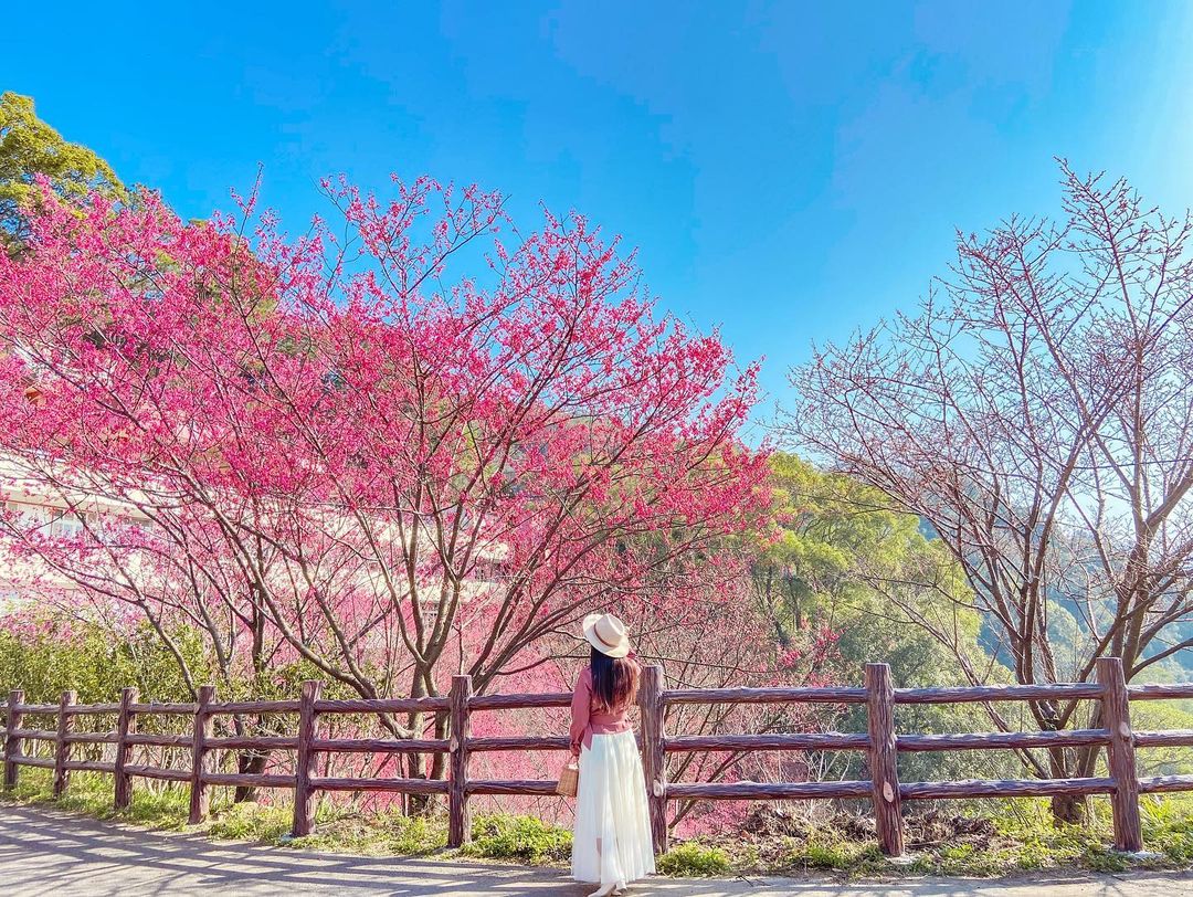 【台灣賞櫻景點】推薦全台超夯賞櫻花景點，春季賞櫻旅遊攻略【櫻花花期/賞櫻路線/交通指南】