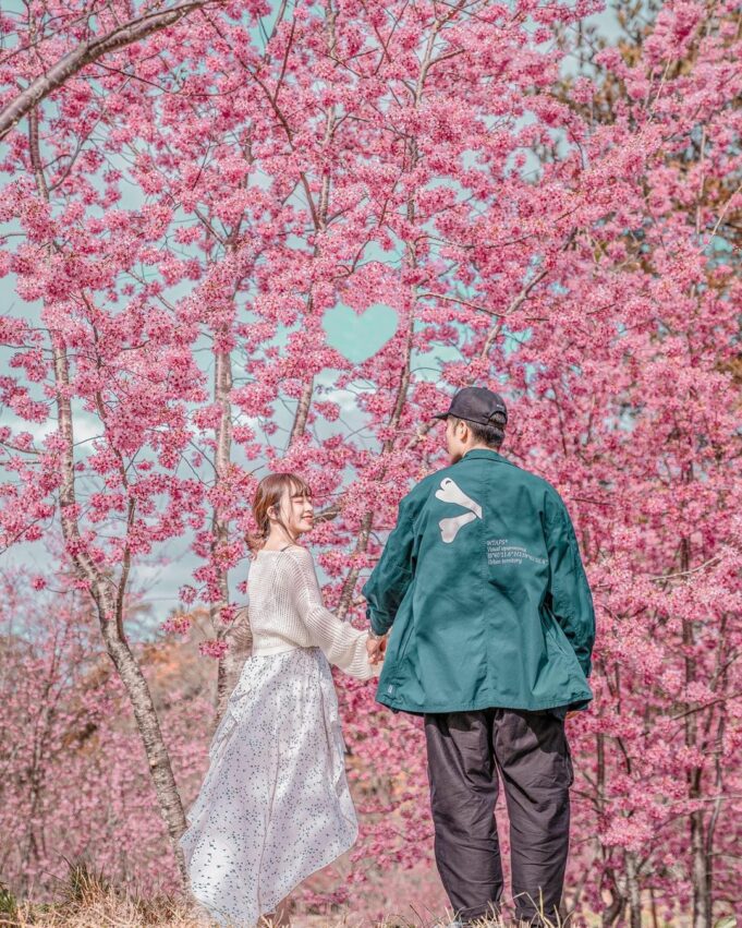 【台灣賞櫻景點】推薦全台超夯賞櫻花景點，春季賞櫻旅遊攻略【櫻花花期/賞櫻路線/交通指南】