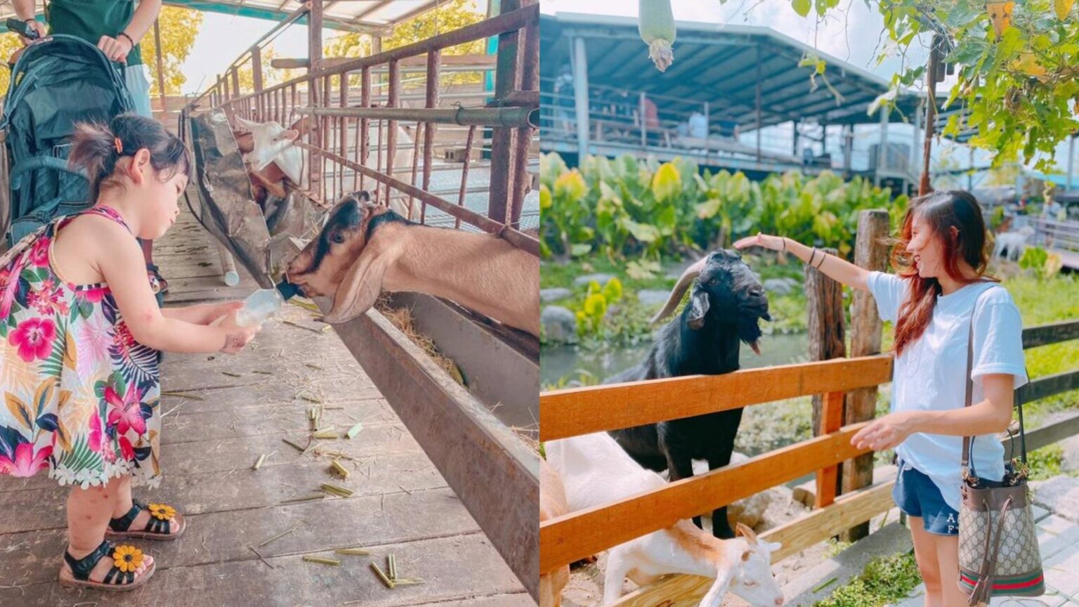 宜蘭冬山【宜農牧場】玩蹦蹦車、擠羊奶、親子餵小動物《交通&附近景點》