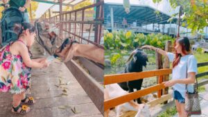 宜蘭冬山【宜農牧場】玩蹦蹦車、擠羊奶、親子餵小動物《交通&附近景點》