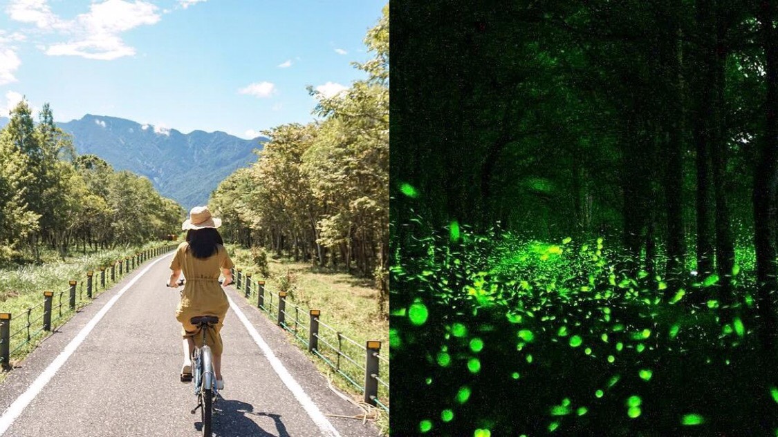 花蓮螢火蟲季【大農大富平地森林園區】全台最大螢火蟲景點，門票優惠、園區介紹，帶你騎腳踏車悠遊森林美景
