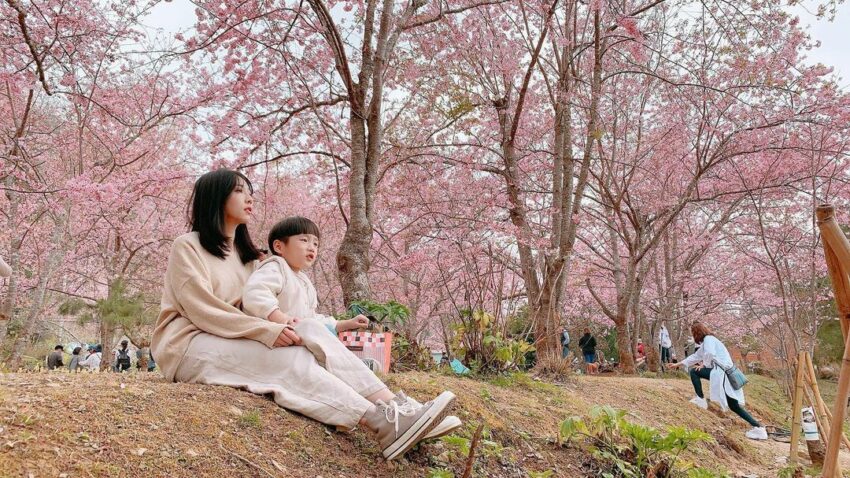 【台灣賞櫻景點】推薦全台超夯賞櫻花景點，春季賞櫻旅遊攻略【櫻花花期/賞櫻路線/交通指南】