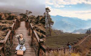 嘉義阿里山步道10選，走夢幻茶園、熱門步道享受群山環繞與落日夕陽相伴