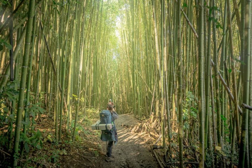 霞喀羅古道｜台灣最美的「國家級步道」春粉櫻、夏林相、秋冬楓葉紅，最讓人放鬆身心的秘境古道