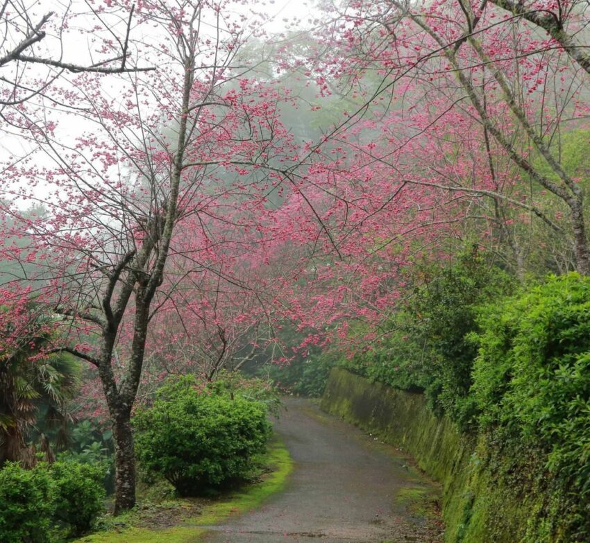 【台灣賞櫻景點】推薦全台超夯賞櫻花景點，春季賞櫻旅遊攻略【櫻花花期/賞櫻路線/交通指南】