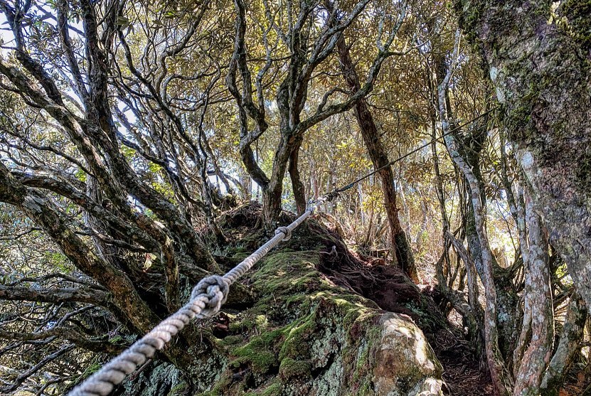 新竹尖石高島縱走|六星級療癒系森林步道秘境【登山路線/注意事項/交通指南】 高島縱走
