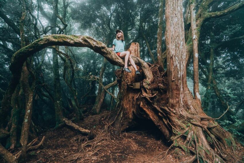新竹登山步道/高島縱走/高台山/小島田山/中島田山/大島田山
