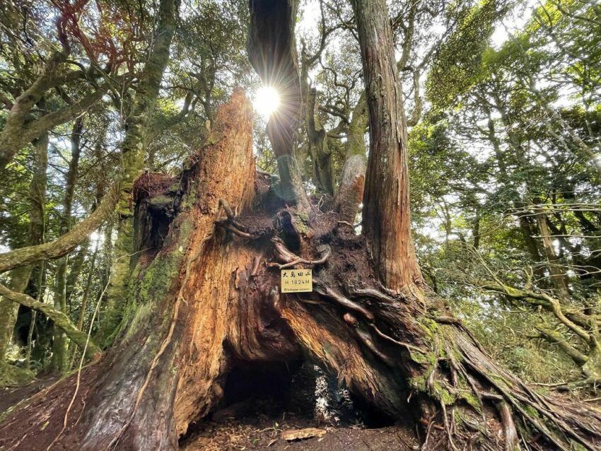 新竹尖石高島縱走|六星級療癒系森林步道秘境【登山路線/注意事項/交通指南】 高島縱走