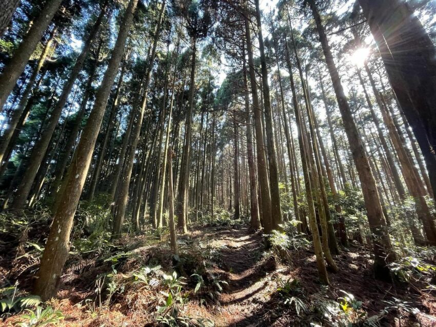 新竹尖石高島縱走|六星級療癒系森林步道秘境【登山路線/注意事項/交通指南】 高島縱走
