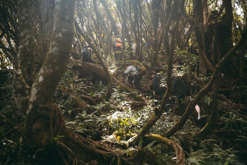 新竹尖石高島縱走|六星級療癒系森林步道秘境【登山路線/注意事項/交通指南】 高島縱走