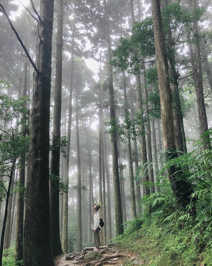 【東眼山國家森林遊樂區】桃園東眼山一日遊，門票優惠，東眼山步道攻略，攻頂桃園小百岳，！