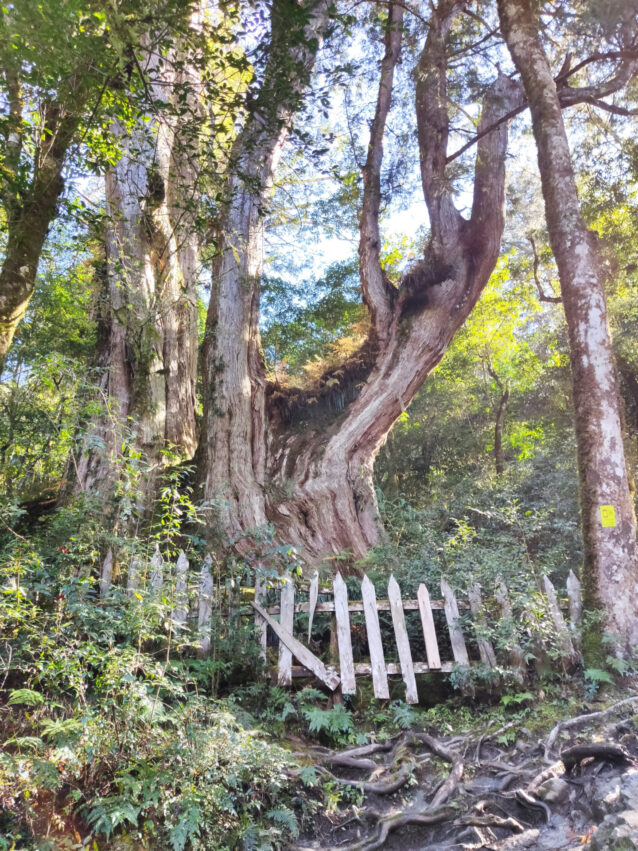 鎮西堡步道 | 鎮西堡一日遊新手必看攻略【路況交通、景點、天氣、千年神木】