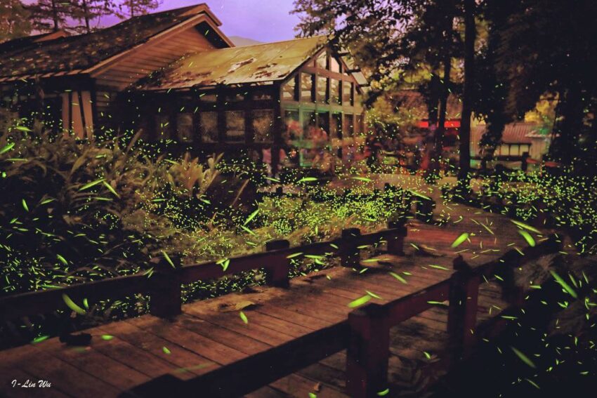 【全台螢火蟲季開跑】蒐集全台15個賞螢火蟲景點，給你夏季最美的綠光饗宴！