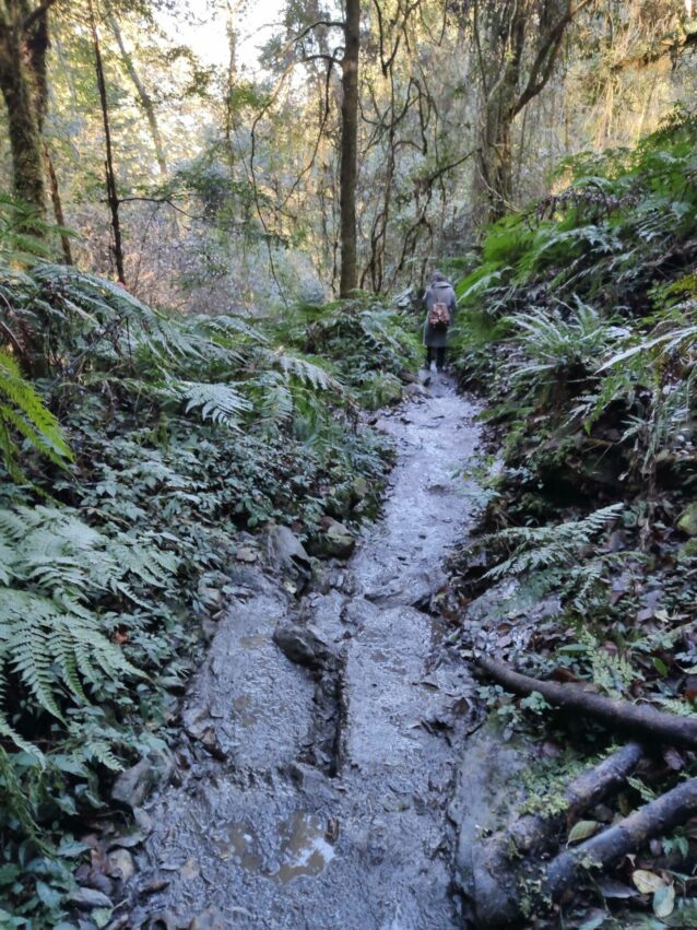 鎮西堡步道 | 鎮西堡一日遊新手必看攻略【路況交通、景點、天氣、千年神木】