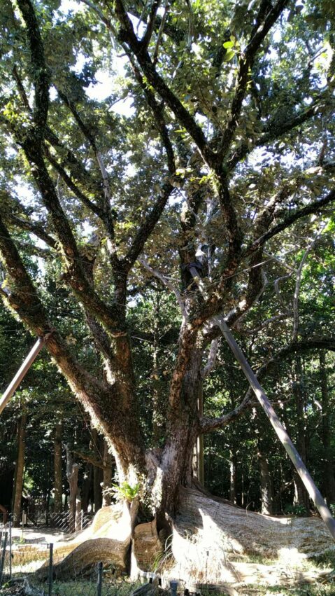 屏東景點【墾丁國家森林遊樂區】門票優惠與交通方式，漫遊珊瑚礁森林秘境，走訪墾丁國家公園