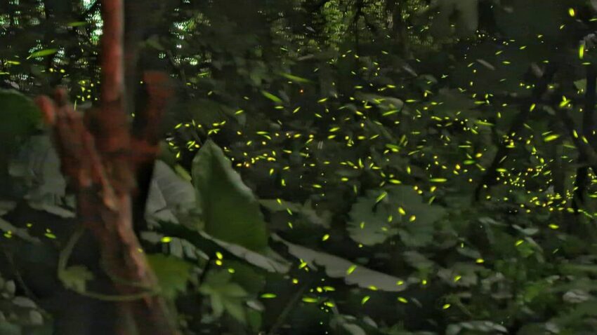 台中賞螢景點｜台中螢火蟲季開跑，推薦5個夢幻賞螢秘境